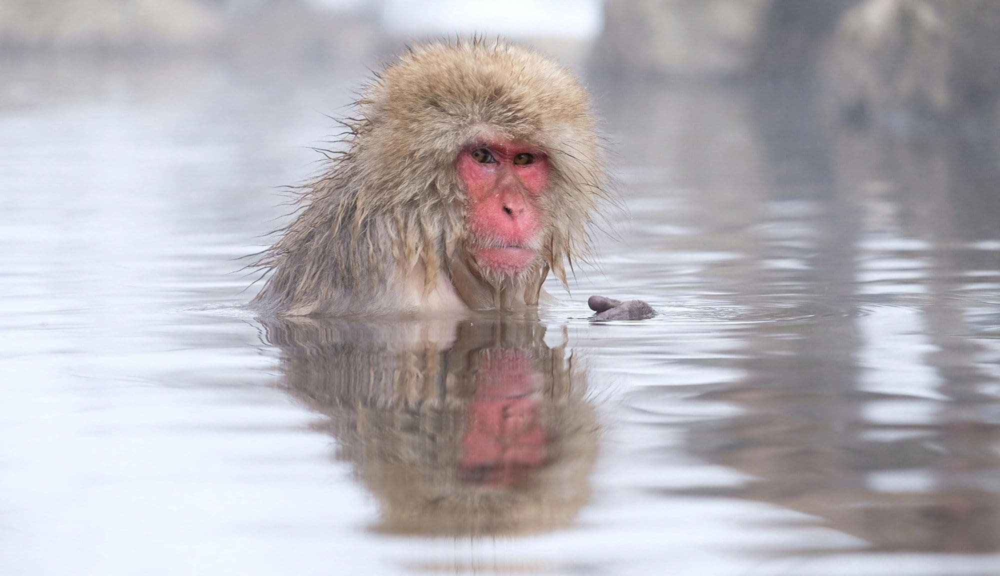 snow monkeys in Nagano region