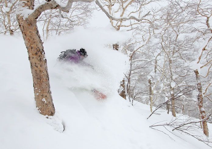 Japow accumulates quickly in the trees at Asahidake