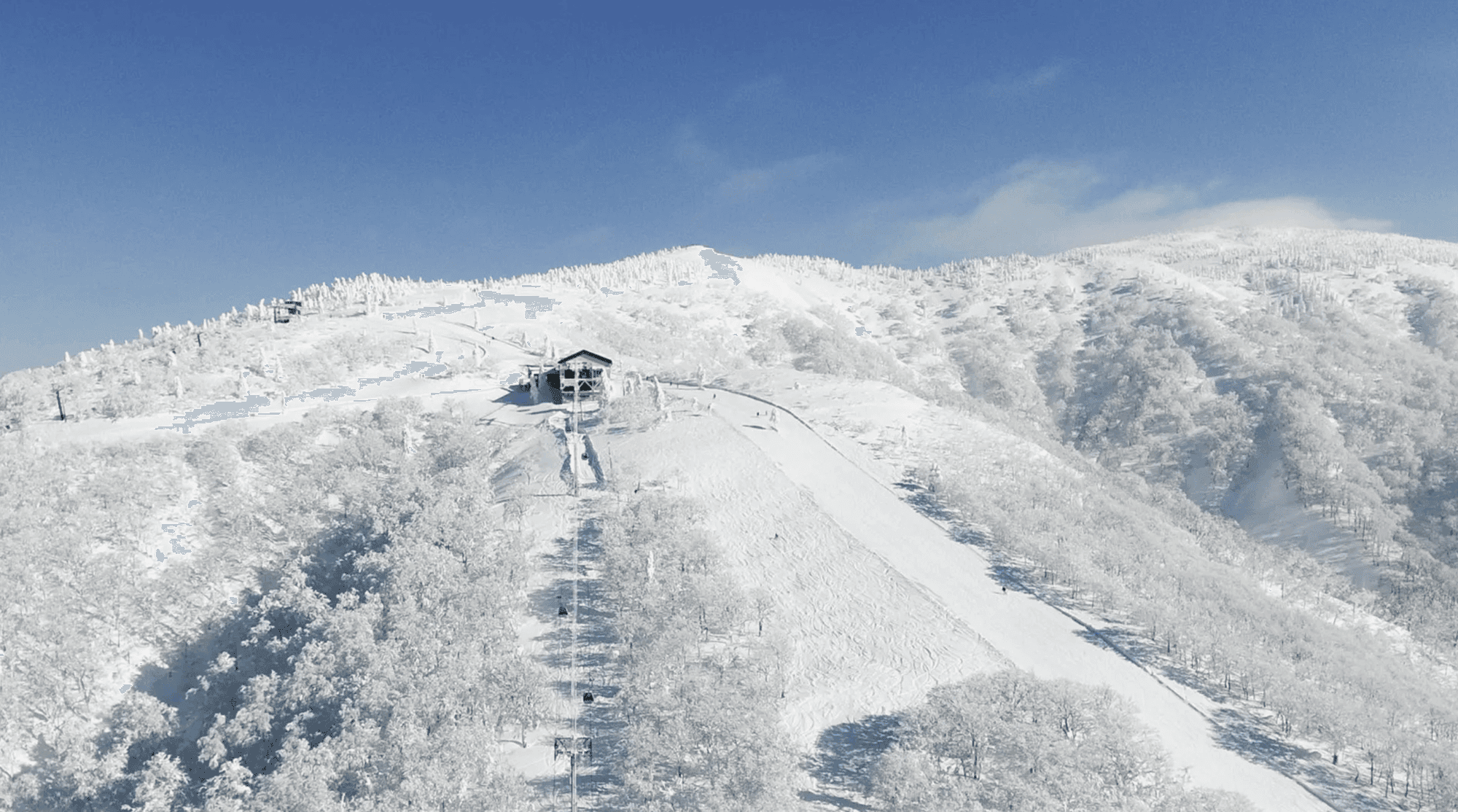 Deep Tohoku pow, quiet vibe, big trees