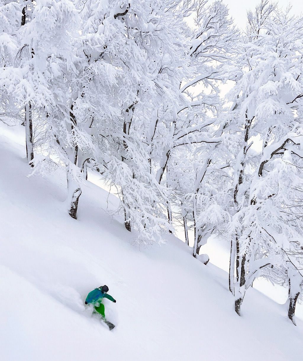 Snowboarder slashing deep powder in beech trees at Aomori Spring